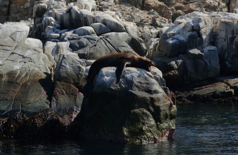 Lobo Marinho na Isla Pan de Azucar, Chile