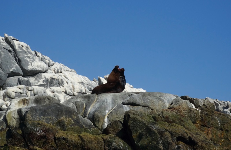 Lobo Marinho na Isla Pan de Azucar, Chile