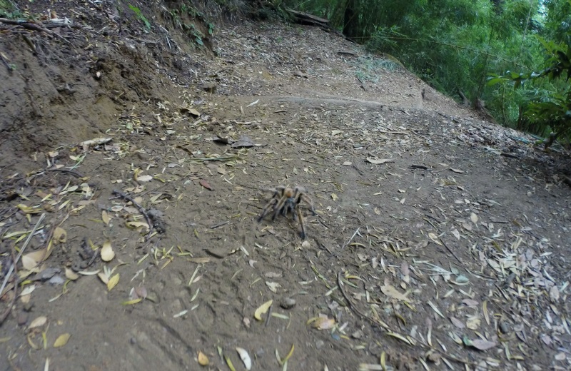 Aranha no Parque Nacional Huerquehue