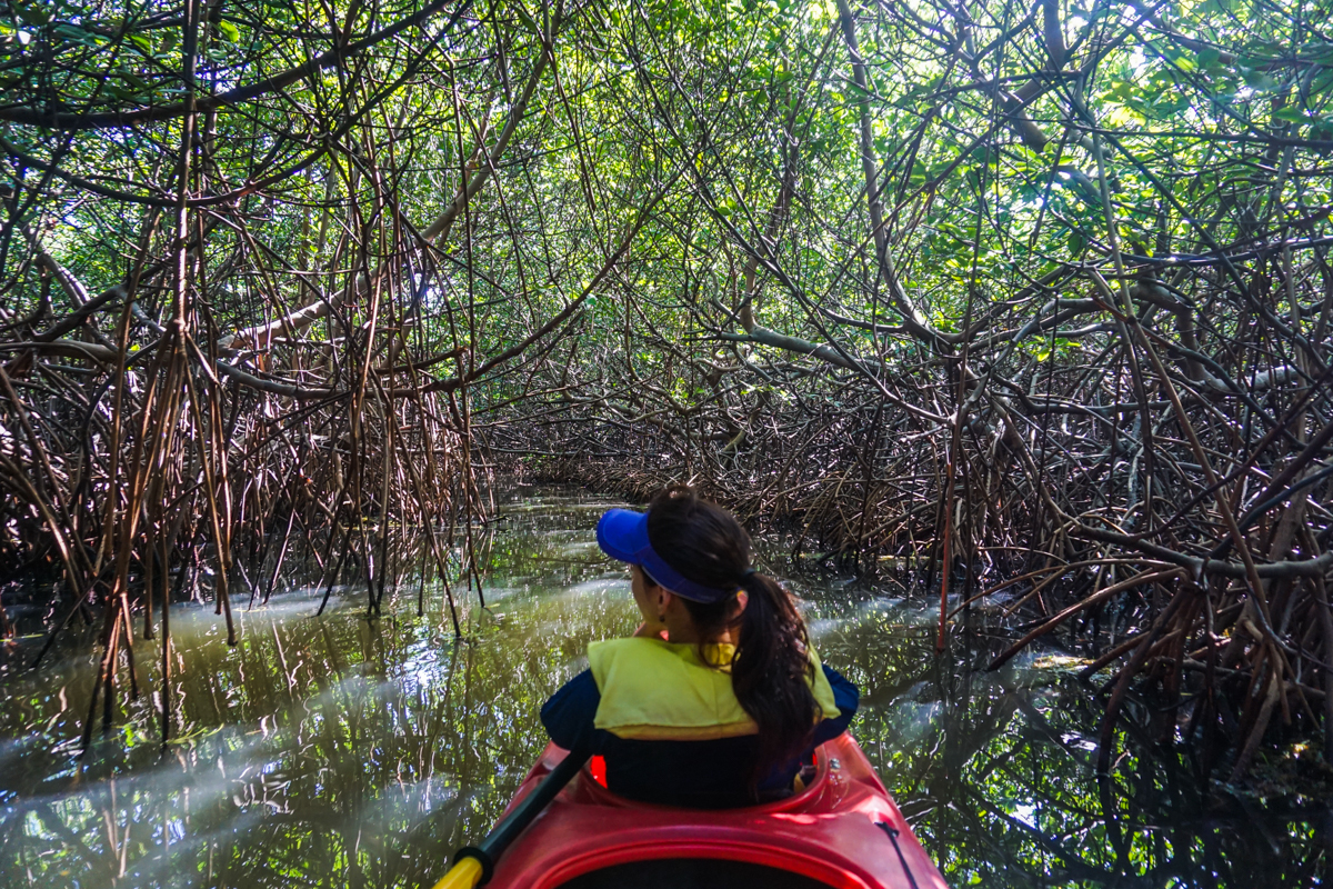 Passeio de caiaque no mangue de McBean, Ilha de Providencia