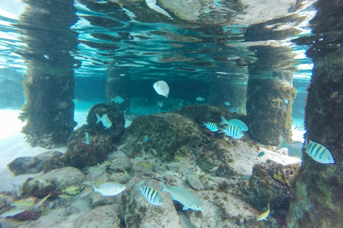 Peixes nas águas cristalinas de Cayo Cangrejo, Ilha de Providencia, Colômbia
