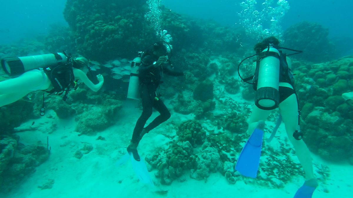 Mergulho com cilindro na Ilha de Providencia, San Andrés, Colombia