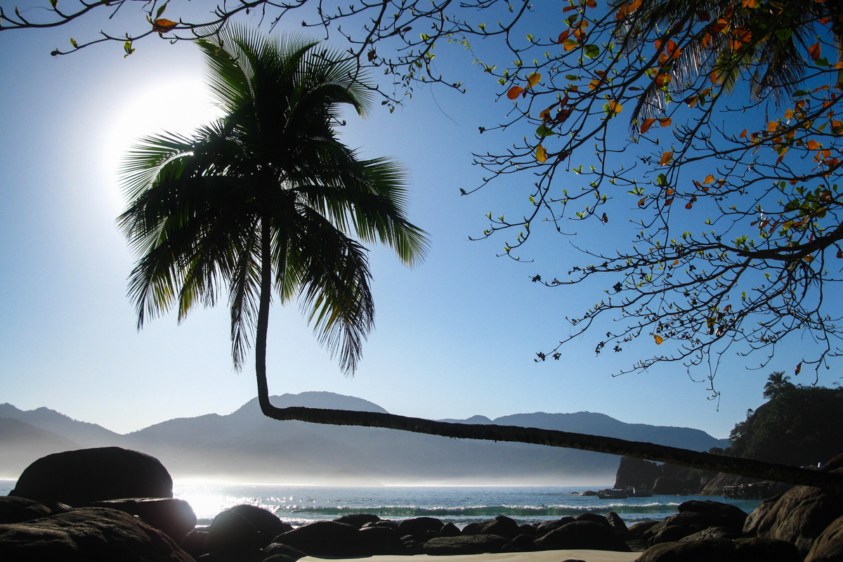 Coqueiro símbolo da Praia de Aventureiro, Ilha Grande, Rio de Janeiro