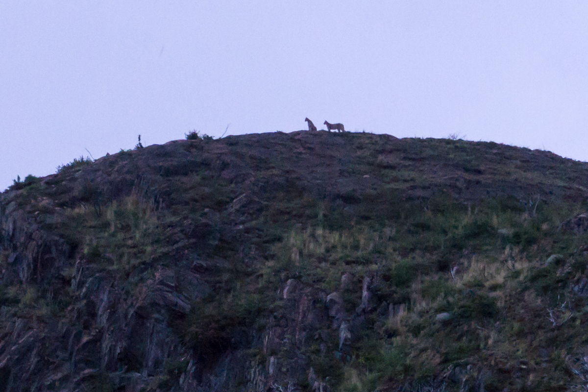 Pumas em Torres del Paine, Chile
