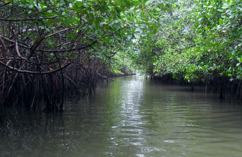Passeio no mangue nas Dunas de Marapé, no litoral sul de Alagoas