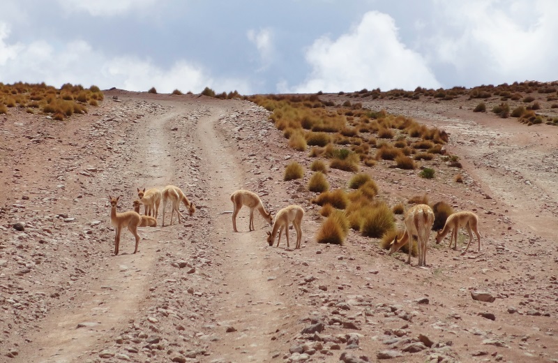 Vicuñas na Cordilheira dos Andes