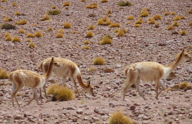 Vicuñas no Altiplano Boliviano