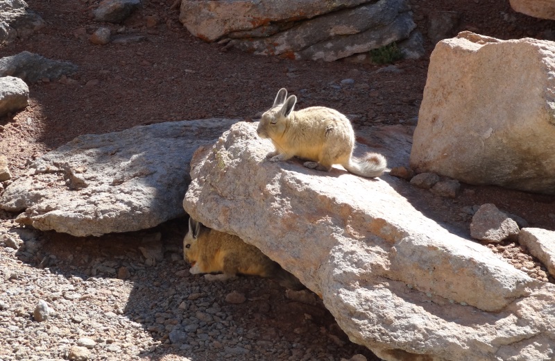 Viscacha, lebre dos Andes na Bolivia