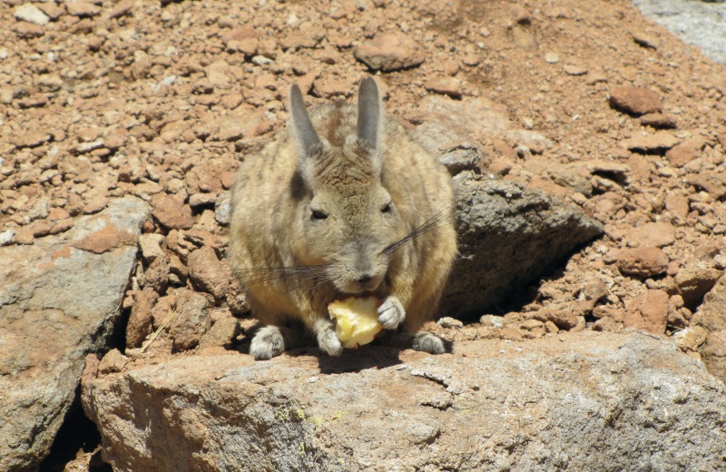 Viscacha, lebre Andina na Bolivia