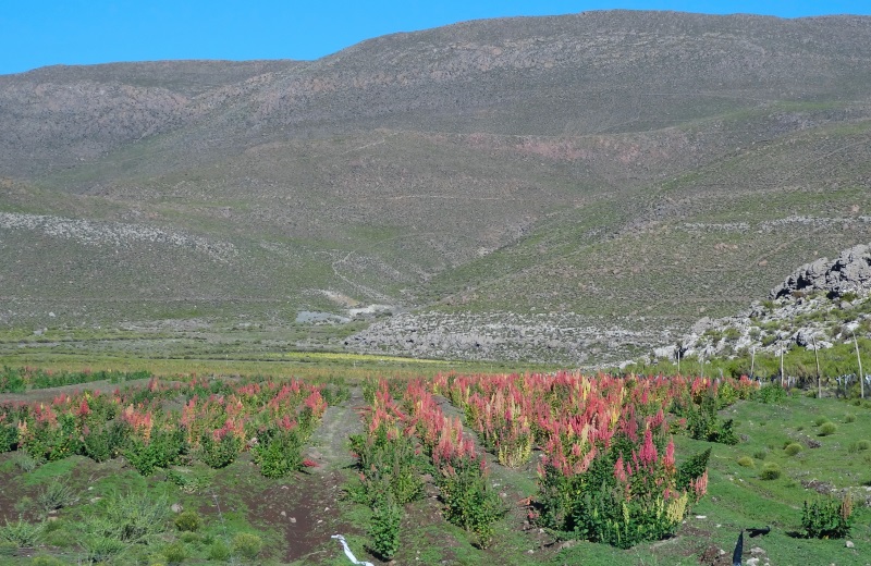 Plantação de quinoa na Bolívia, no tour ao Salar de Uyuni