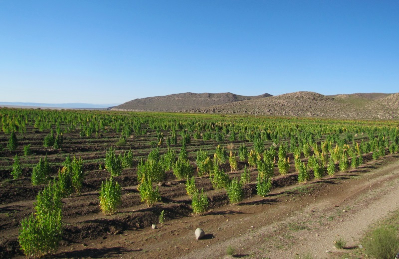 Plantação de quinoa na Bolívia, no tour ao Salar de Uyuni