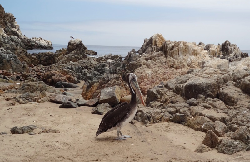 Pelicano no Parque Pan de Azucar, Chile
