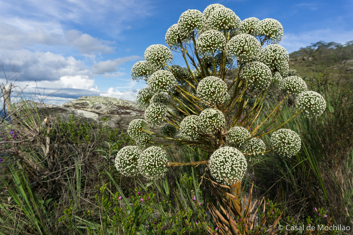 Sempre-Viva, flor típica da região durante a Travessia Lapinha x Tabuleiro em Minas Gerais