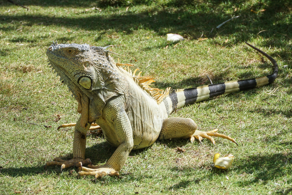 Iguana em Jonnhy Cay, Arquipélago de San Andrés, Colômbia