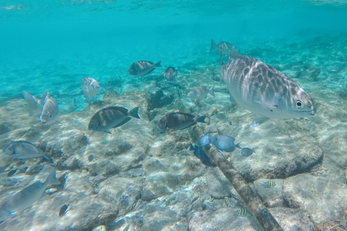 Peixes na Ilha de Jonnhy Cay, Arquipélago de San Andrés, Colômbia